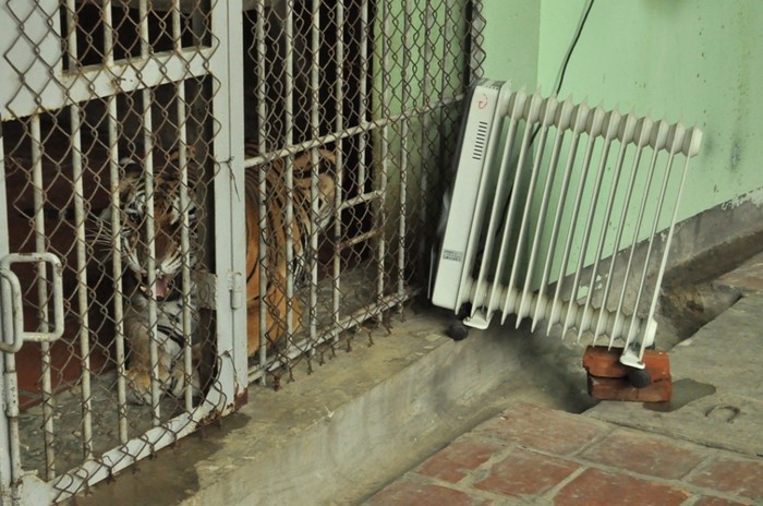 Đây là Mi cái - mẹ của khá nhiều chú hổ trong vườn thú Hà Nội. Mi cái cũng rất thích nằm cạnh chiếc máy sưởi của mình
